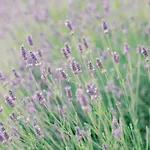 ホームステイ Montanare - Romantic Escape Tuscany