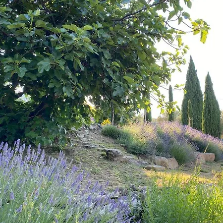 Montanare * Cortona