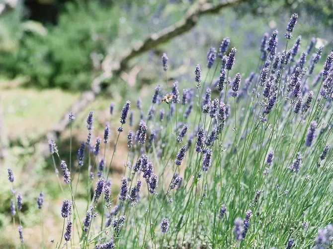 Alloggio in famiglia Montanare - Romantic Escape Tuscany *