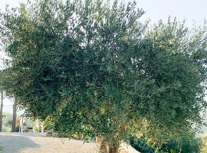 Montanare - Romantic Escape Tuscany Accommodatie bij particulieren