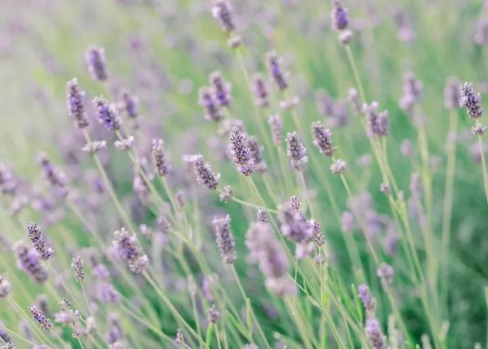 Privat bolig Montanare - Romantic Escape Tuscany